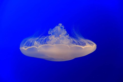 Common jellyfish (Aurelia labiata)