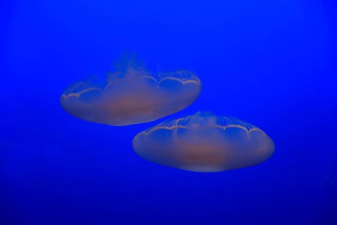 Common jellyfish (Aurelia labiata)