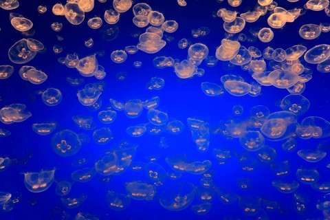 Swarm of Common jellyfish (Aurelia labiata)