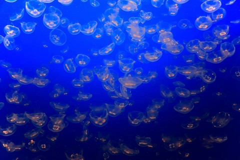Swarm of Common jellyfish (Aurelia labiata)