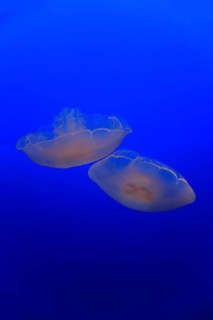 Common jellyfish (Aurelia labiata)