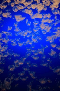 Swarm of Common jellyfish (Aurelia labiata)