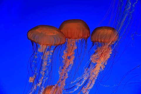 Pacific Sea Nettles (Chrysaora fuscescens)