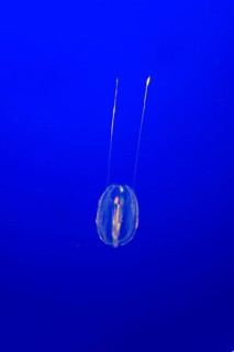 Pazific Sea gooseberry (Pleurobrachia bachei) in water