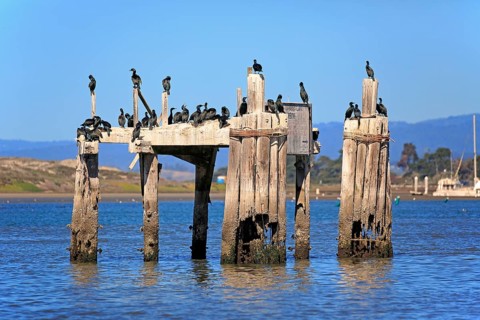 Brandt's cormorant (Phalacrocorax penicillatus)