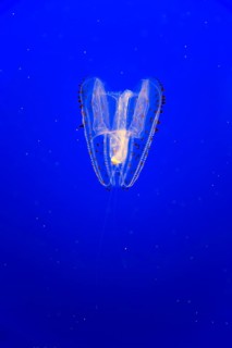 Orange-tipped sea gooseberry (Leucothea pulchra)