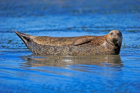 Harbor seal (Phoca vitulina)