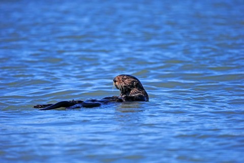 North American river otter (Lontra canadensis)
