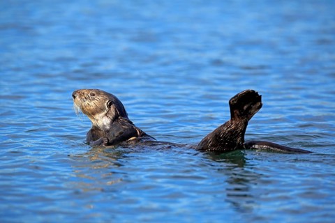 North American river otter (Lontra canadensis)