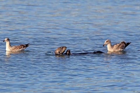 North American river otter (Lontra canadensis)