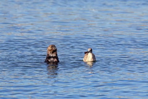 North American river otter (Lontra canadensis)
