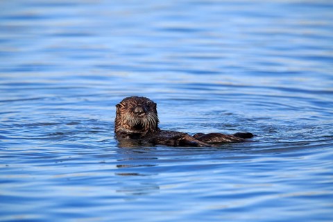 North American river otter (Lontra canadensis)