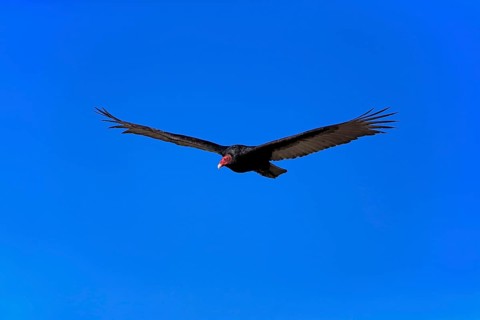 Turkey vulture (Cathartes aura)