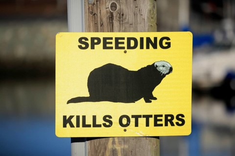 Traffic sign Caution Sea Otter