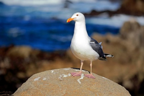 Western Gull (Larus occidentalis)