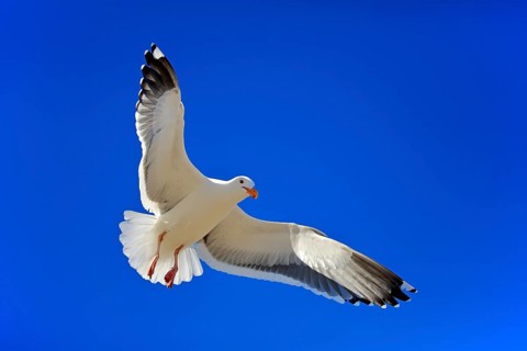 Western Gull (Larus occidentalis)