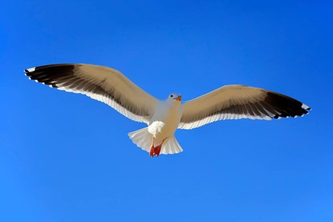 Western Gull (Larus occidentalis)