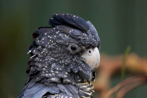 Red-tailed Black Cockatoo (Calyptorhynchus banksii)