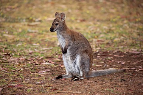 Red-necked wallaby (Macropus rufogriseus)
