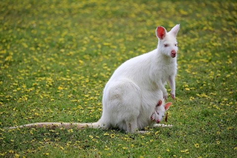 Red-necked wallabies (Macropus rufogriseus)