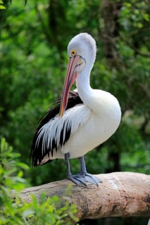 Australian pelican (Pelecanus conspicillatus)