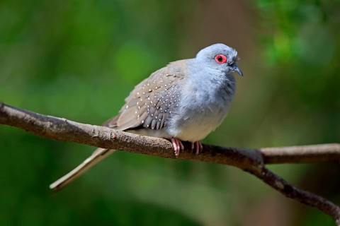 Diamond dove (Geopelia cuneata)