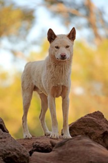 Dingo (Canis familiaris dingo)