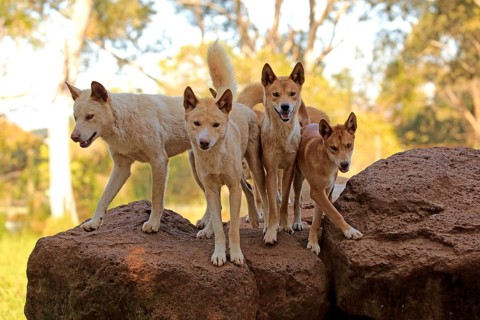 Dingos (Canis familiaris dingo)