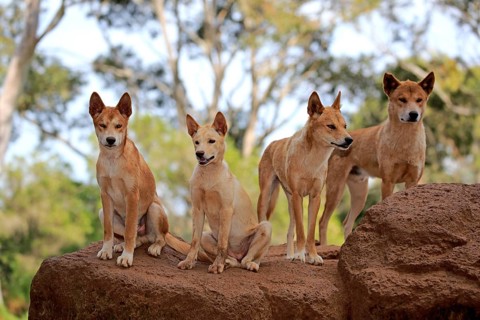 Dingos (Canis familiaris dingo)