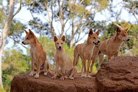 Dingos (Canis familiaris dingo)