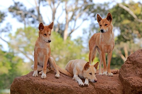 Dingos (Canis familiaris dingo)