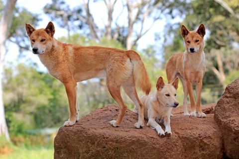 Dingos (Canis familiaris dingo)