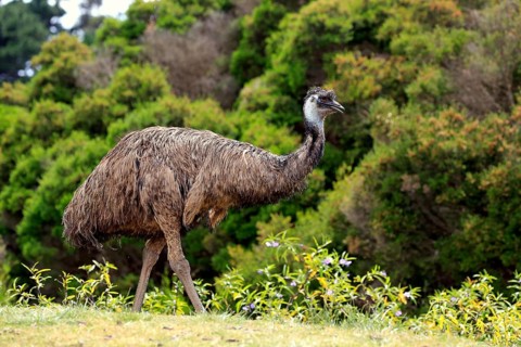 Emu (Dromaius novaehollandiae)