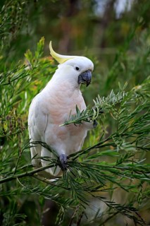 Sulphur-crested cockatoo (Cacatua galerita)