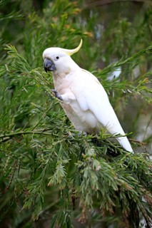 Sulphur-crested cockatoo (Cacatua galerita)