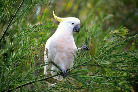 Sulphur-crested cockatoo (Cacatua galerita)