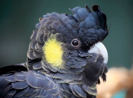 Yellow-tailed black cockatoo (Calyptorhynchus funereus)