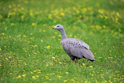 Cape Barren goose (Cereopsis novaehollandiae)