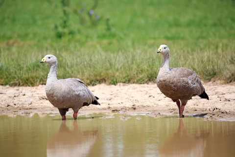 Cape Barren geese (Cereopsis novaehollandiae)