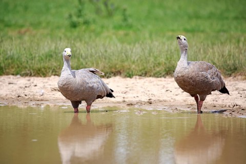 Cape Barren geese (Cereopsis novaehollandiae)