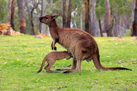 Western gray kangaroo (Macropus fuliginosus fuliginosus)