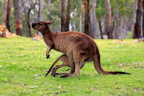 Western gray kangaroo (Macropus fuliginosus fuliginosus)