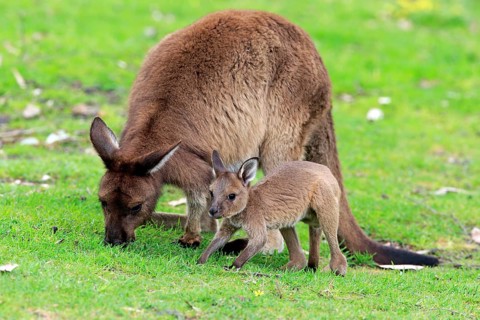 Western gray kangaroo (Macropus fuliginosus fuliginosus)