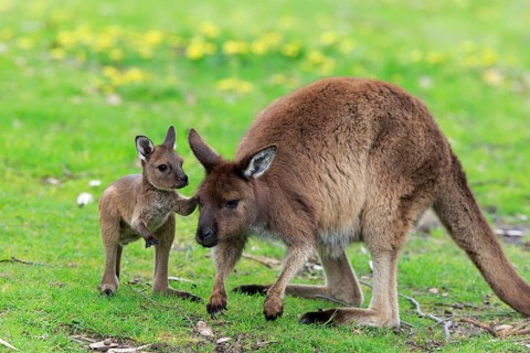 Western gray kangaroo (Macropus fuliginosus fuliginosus)