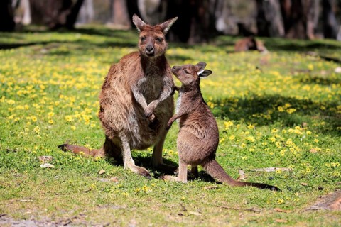 Western gray kangaroo (Macropus fuliginosus fuliginosus)