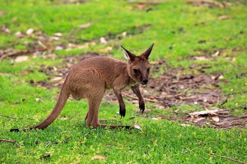 Western gray kangaroo (Macropus fuliginosus fuliginosus)