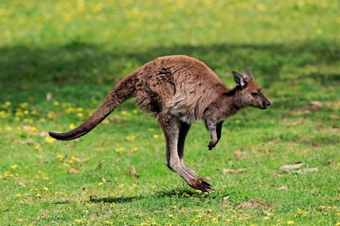 Western gray kangaroo (Macropus fuliginosus fuliginosus)