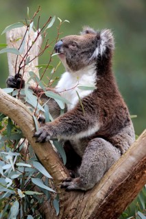 Koala (Phascolarctos cinereus)