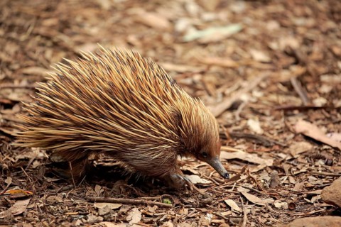 Short-beaked echidna (Tachyglossus aculeatus)