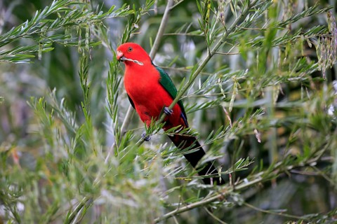 Australian king parrot (Alisterus scapularis)